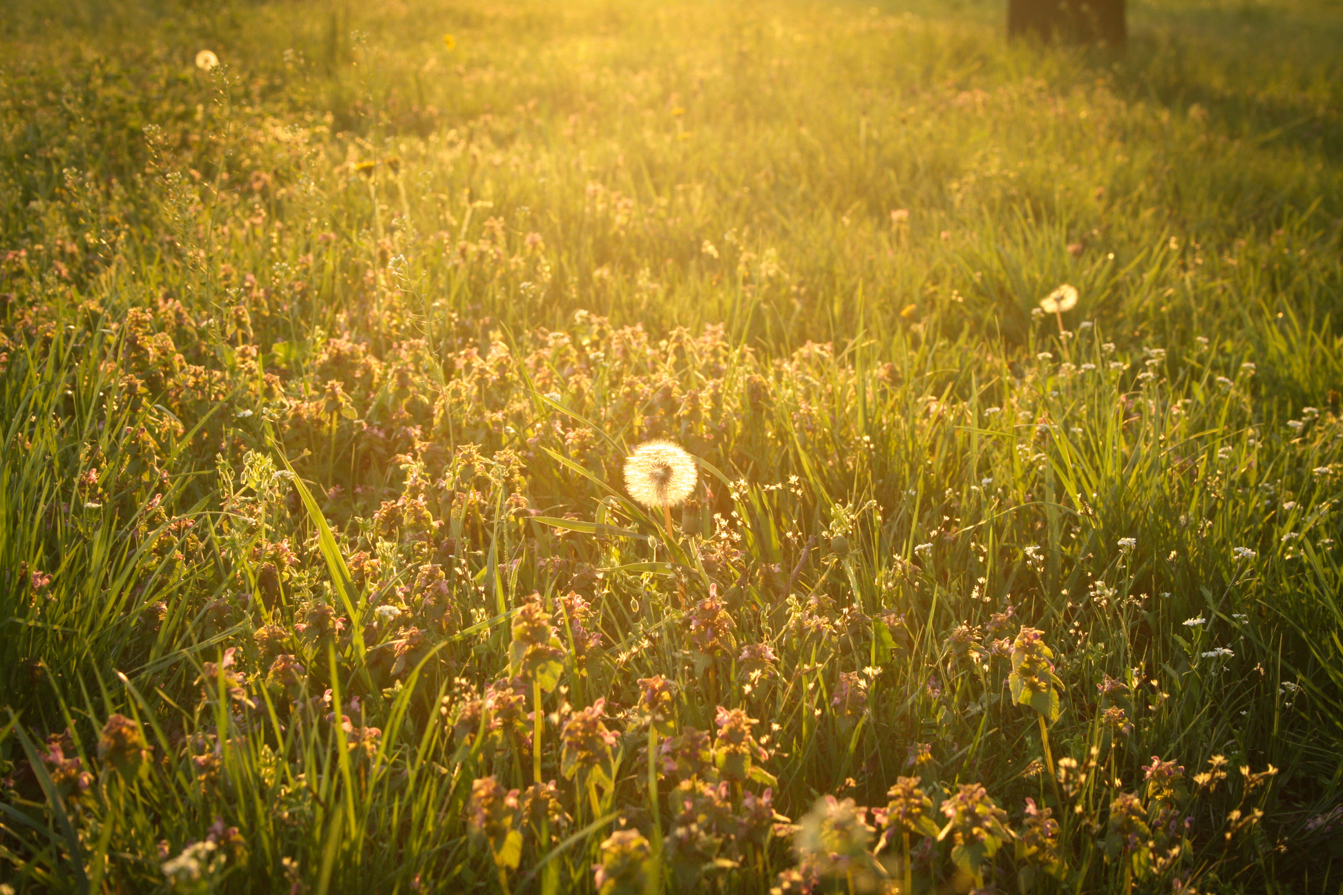 meadow at sunset